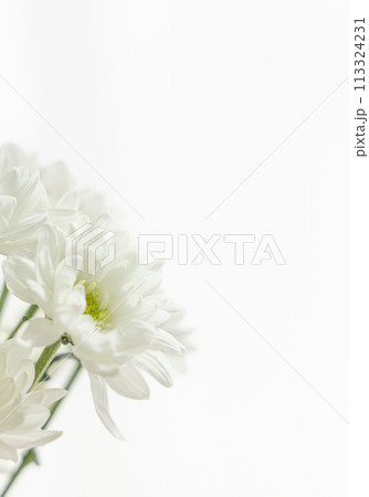 花 -仏事-菊 No.9 花 -仏事-菊 No.9 113324231