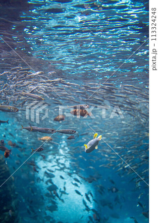 【海中素材】日本海海中イメージ【新潟県】 113324248