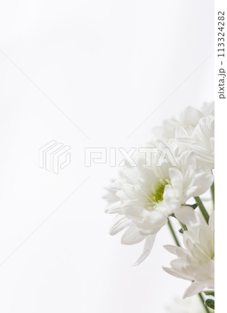 花　-仏事-菊　No.10 113324282