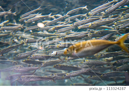 【海中素材】日本海海中イメージ【新潟県】 【海中素材】日本海海中イメージ【新潟県】 113324287