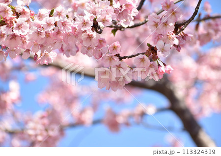 青空に映えるピンクの修善寺寒桜 113324319