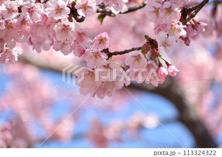 青空に映えるピンクの修善寺寒桜 113324322
