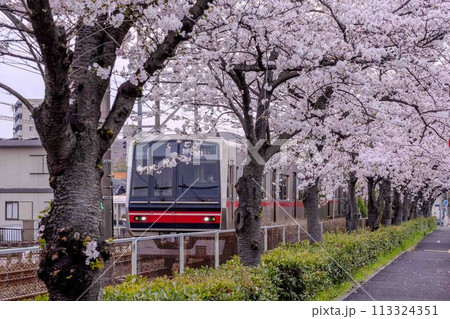 桜並木を走る電車 桜並木を走る電車 113324351