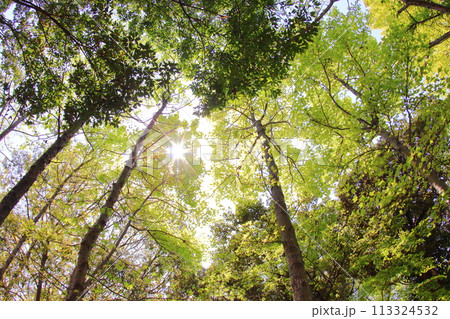 《兵庫県》北神戸 しあわせの村新緑の風景 《兵庫県》北神戸 しあわせの村新緑の風景 113324532