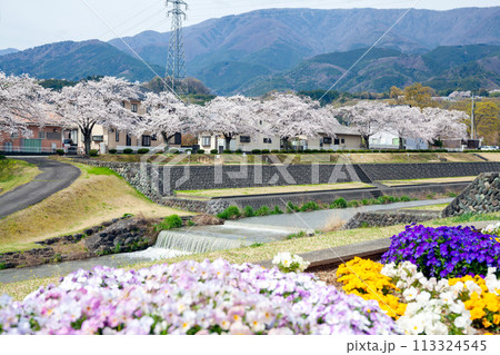 滝沢川河川公園、満開の桜【南アルプス市】 113324545