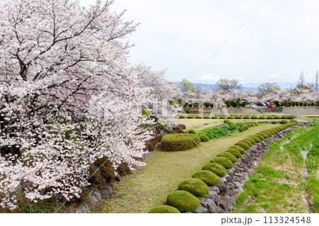 滝沢川河川公園、満開の桜【南アルプス市】 113324548