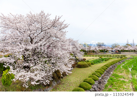 滝沢川河川公園、満開の桜【南アルプス市】 滝沢川河川公園、満開の桜【南アルプス市】 113324549