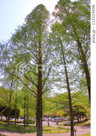 《兵庫県》北神戸　しあわせの村新緑の風景 113324696