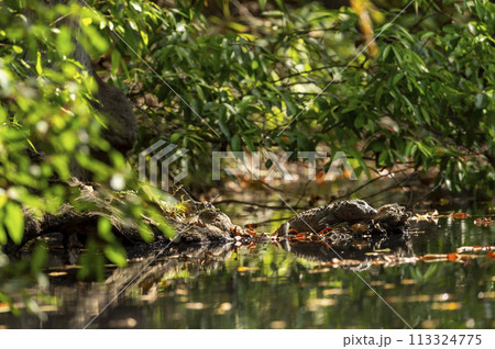 Marsh crocodile or mugger crocodile or broad snouted crocodile Crocodylus palustris out of water in natural scenic green background in summer season at panna national park forest madhya pradesh india Marsh crocodile or mugger crocodile or broad snouted crocodile Crocodylus palustris out of water in natural scenic green background in summer season at panna national park forest madhya pradesh india 113324775
