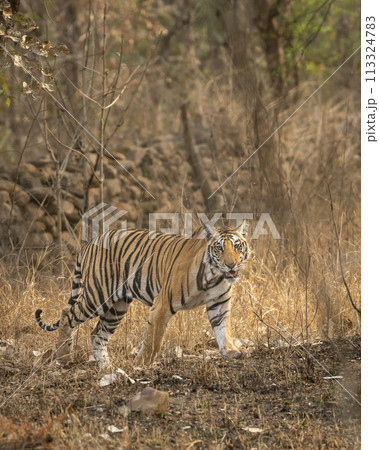 wild sub adult male bengal tiger panthera tigris walking head on territory stroll in summer season morning safari tour in dry forest or jungle at panna national park tiger reserve madhya pradesh india 113324783