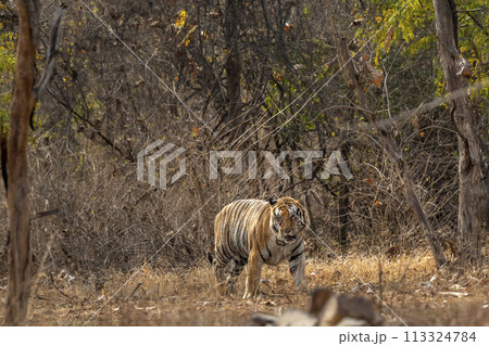wild huge male bengal tiger panthera tigris walking head on territory stroll in summer season morning safari or tour in dry forest or jungle at panna national park tiger reserve madhya pradesh india 113324784