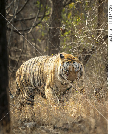 wild huge male bengal tiger panthera tigris fine art portrait walking head on territory stroll in summer season morning safari or tour at panna national park forest tiger reserve madhya pradesh india wild huge male bengal tiger panthera tigris fine art portrait walking head on territory stroll in summer season morning safari or tour at panna national park forest tiger reserve madhya pradesh india 113324785