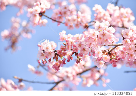 青空に映えるピンクの修善寺寒桜 青空に映えるピンクの修善寺寒桜 113324853