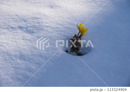 春の雪と福寿草【赤怒田福寿草群生地】 113324904