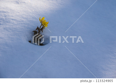 春の雪と福寿草【赤怒田福寿草群生地】 113324905