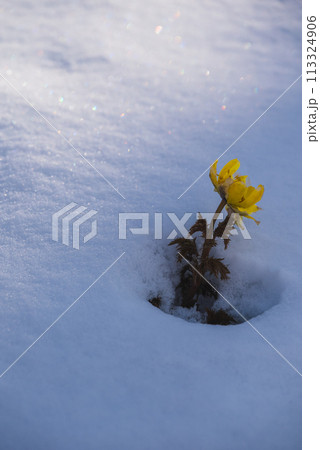 春の雪と福寿草【赤怒田福寿草群生地】 113324906