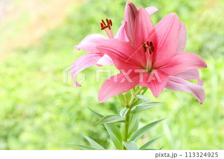 ピンク色のユリ 大輪 オリエンタルハイブリッド 緑の自然背景 ピンク色のユリ 大輪 オリエンタルハイブリッド 緑の自然背景 113324925