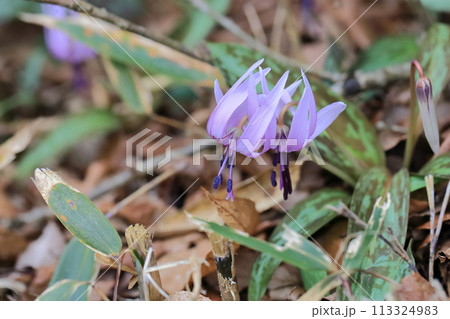 カタクリの花 113324983