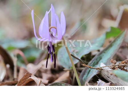 カタクリの花 113324985