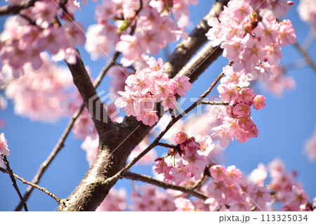青空に映えるピンクの修善寺寒桜 青空に映えるピンクの修善寺寒桜 113325034
