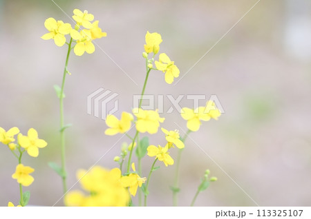 アブラナに黄色い四枚の小さな花びらが開くころ アブラナに黄色い四枚の小さな花びらが開くころ 113325107
