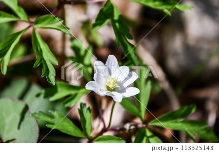 キクザキイチゲ 113325143