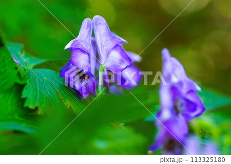 奥多摩の三頭山に咲く青いトリカブトの花 奥多摩の三頭山に咲く青いトリカブトの花 113325180
