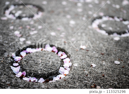 地面の丸い窪みに桜の花びらが散っている風景 地面の丸い窪みに桜の花びらが散っている風景 113325296