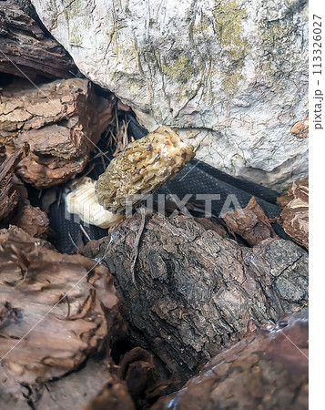 Common morel mushroom Morchella esculenta growing among stones, close-up Common morel mushroom Morchella esculenta growing among stones, close-up 113326027