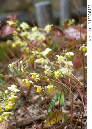 山野草　キバナイカリソウ 113326138