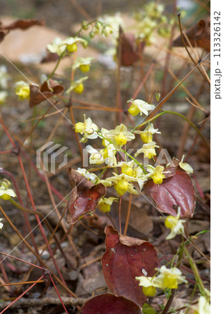 山野草　キバナイカリソウ 113326142