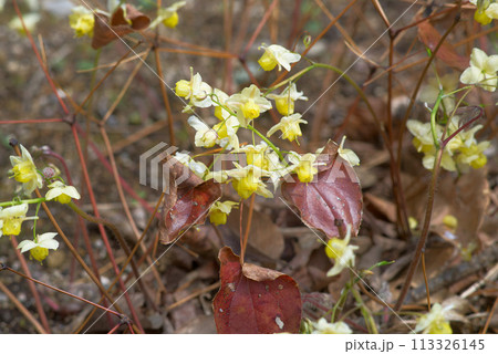 山野草　キバナイカリソウ 113326145