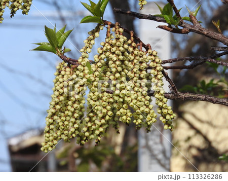 キブシ（木五倍子）の花：雄花 113326286