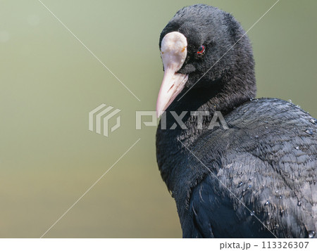 オオバンの横顔 オオバンの横顔 113326307