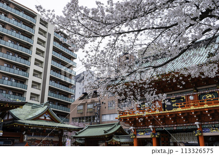 東京都千代田区御茶ノ水に咲く桜の景色 113326575
