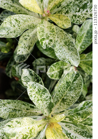Beautiful polka dot plant background. Close up beautiful leaves texture with white and green. 113326730