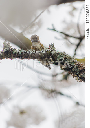 木に止まるコゲラ 113326886