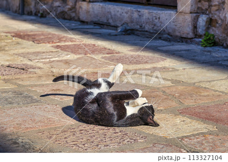 Cute cat in Kotor Cute cat in Kotor 113327104