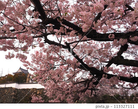 岸和田城と桜 113327111