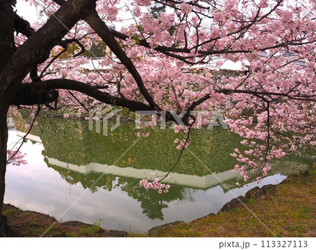 岸和田城と桜 113327113