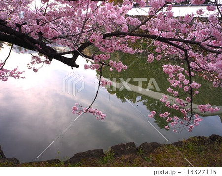 岸和田城と桜 113327115