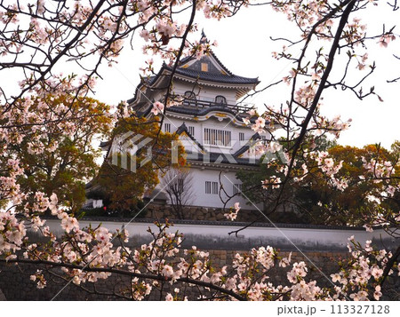 岸和田城と桜 113327128