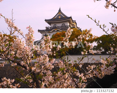 岸和田城と桜 113327132