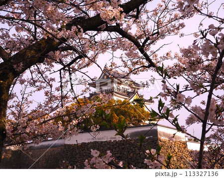 岸和田城と桜 113327136