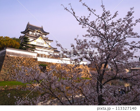 岸和田城と桜 113327140