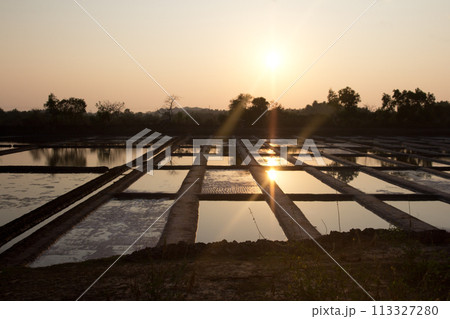 Rice plantation fields goa india Rice plantation fields goa india 113327280