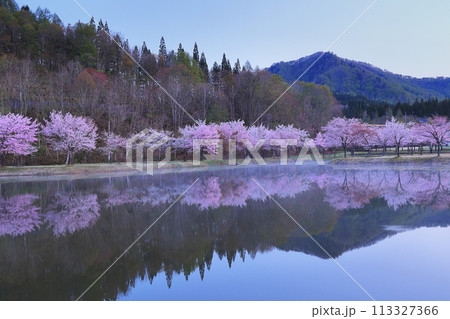水面に映る桜 水面に映る桜 113327366