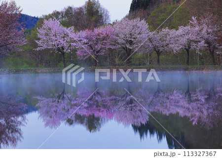 水面に映る桜 113327367