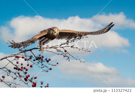 Female common kestrel at takeoff and in flight 113327422
