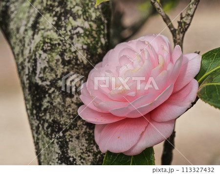 オトメツバキの花 113327432